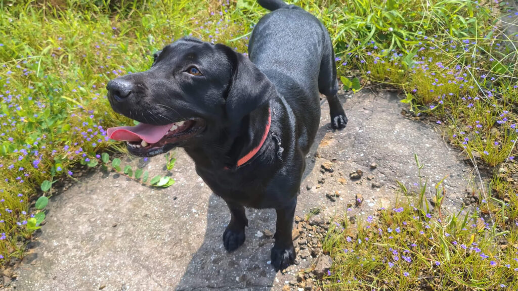 10 Dog Breeds with the Highest Bite Statistics in 2025