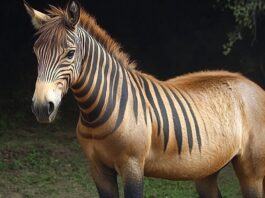 Facts About Zorse