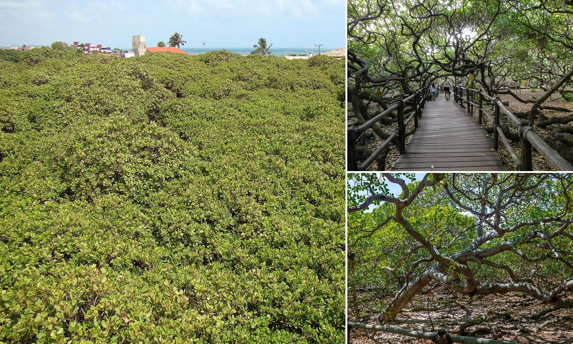 World Largest Cashew Tree