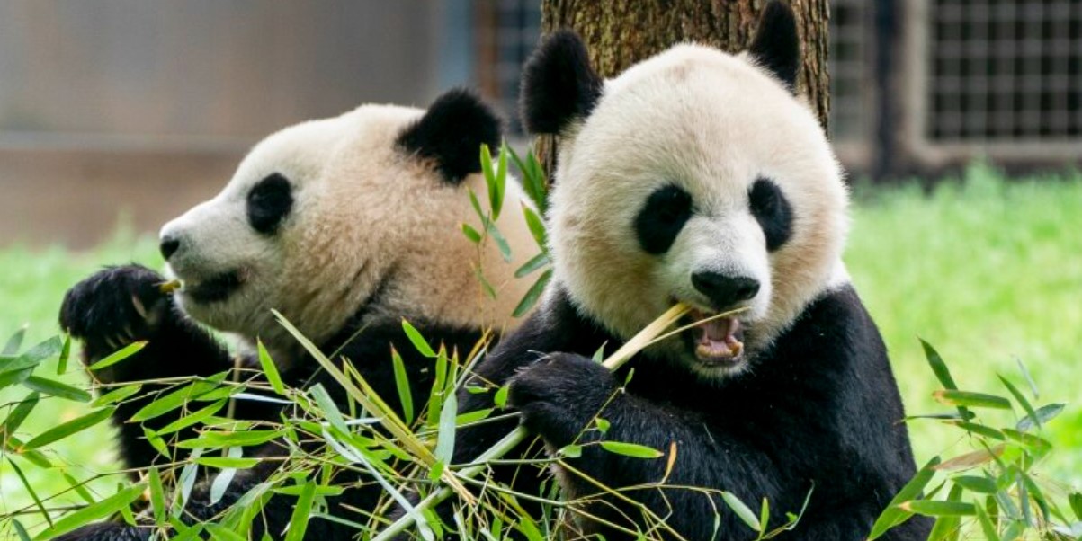 Washington Welcomes New Pandas at Smithsonian National Zoo - Hurfpostbrasil