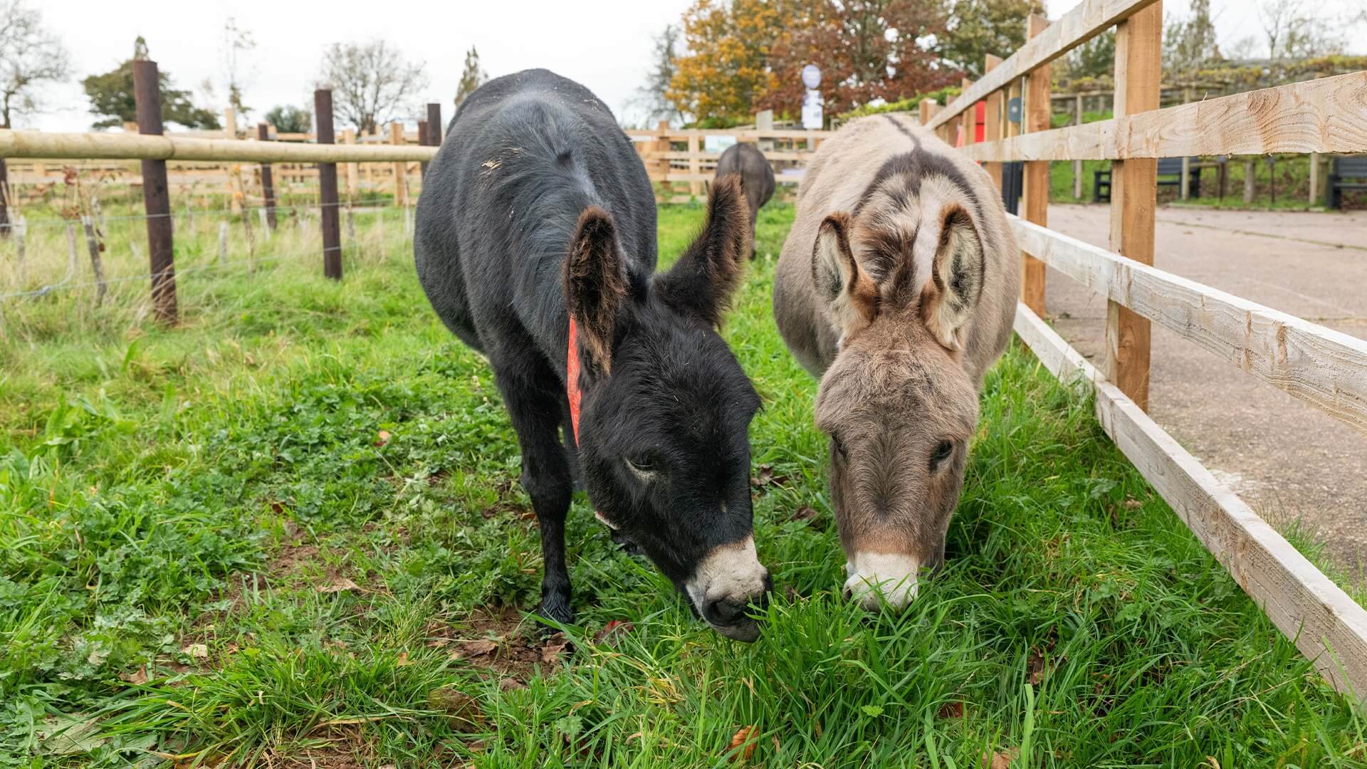 Donkey Sanctuary