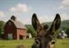 World Donkey Day