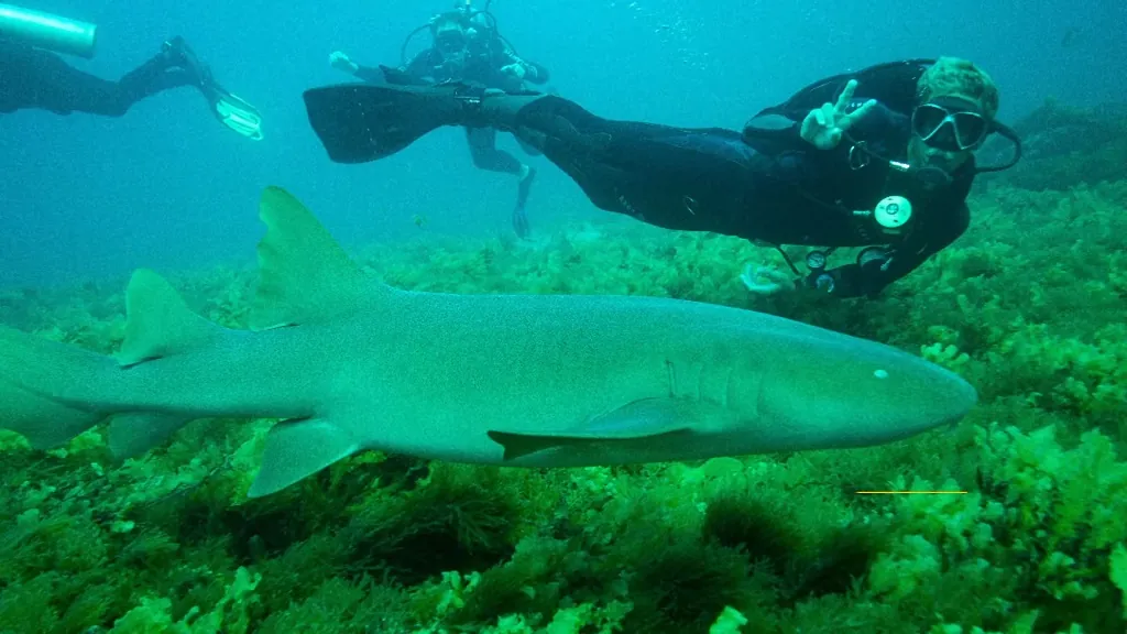 Scuba diver swimming alongside a nurse shark near Baía do Sancho in Fernando de Noronha