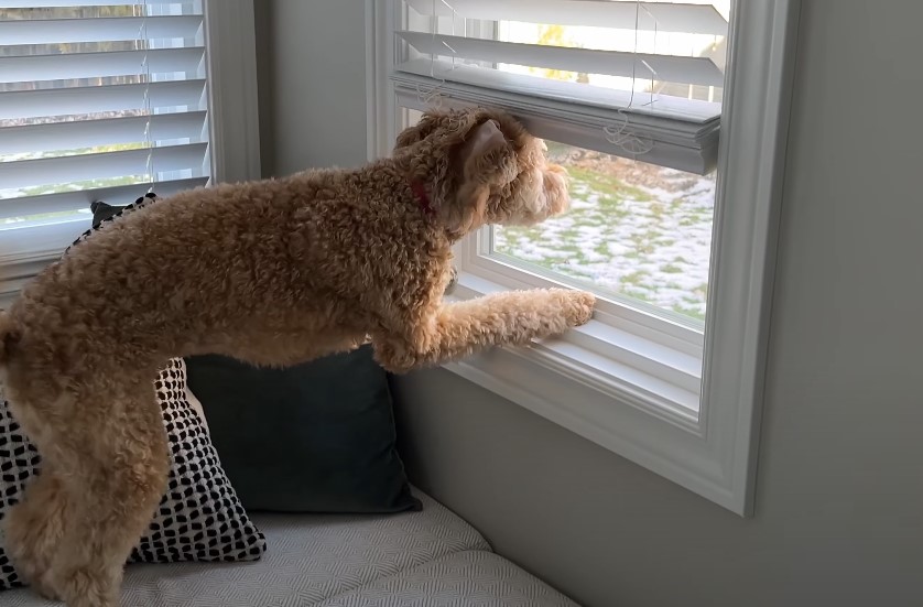 A fluffy, light brown dog leans into a window