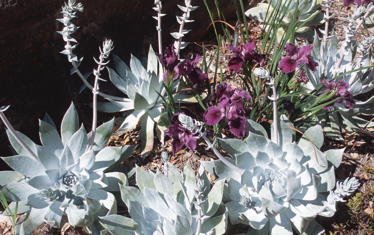 Chalk Dudleya