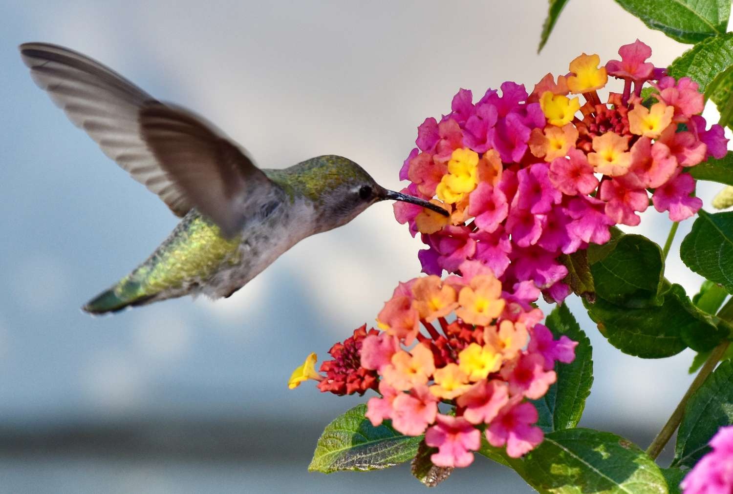 Coreopsis Flowers and Hummingbirds