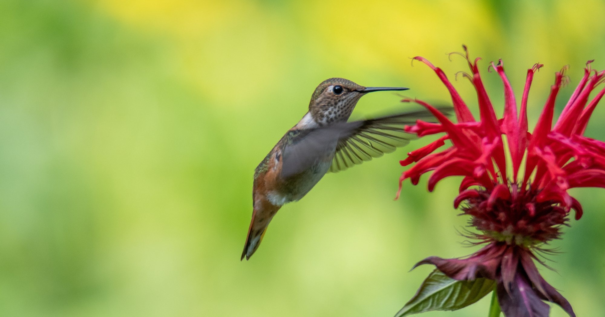 Hummingbird while enjoying in Bee Balm 