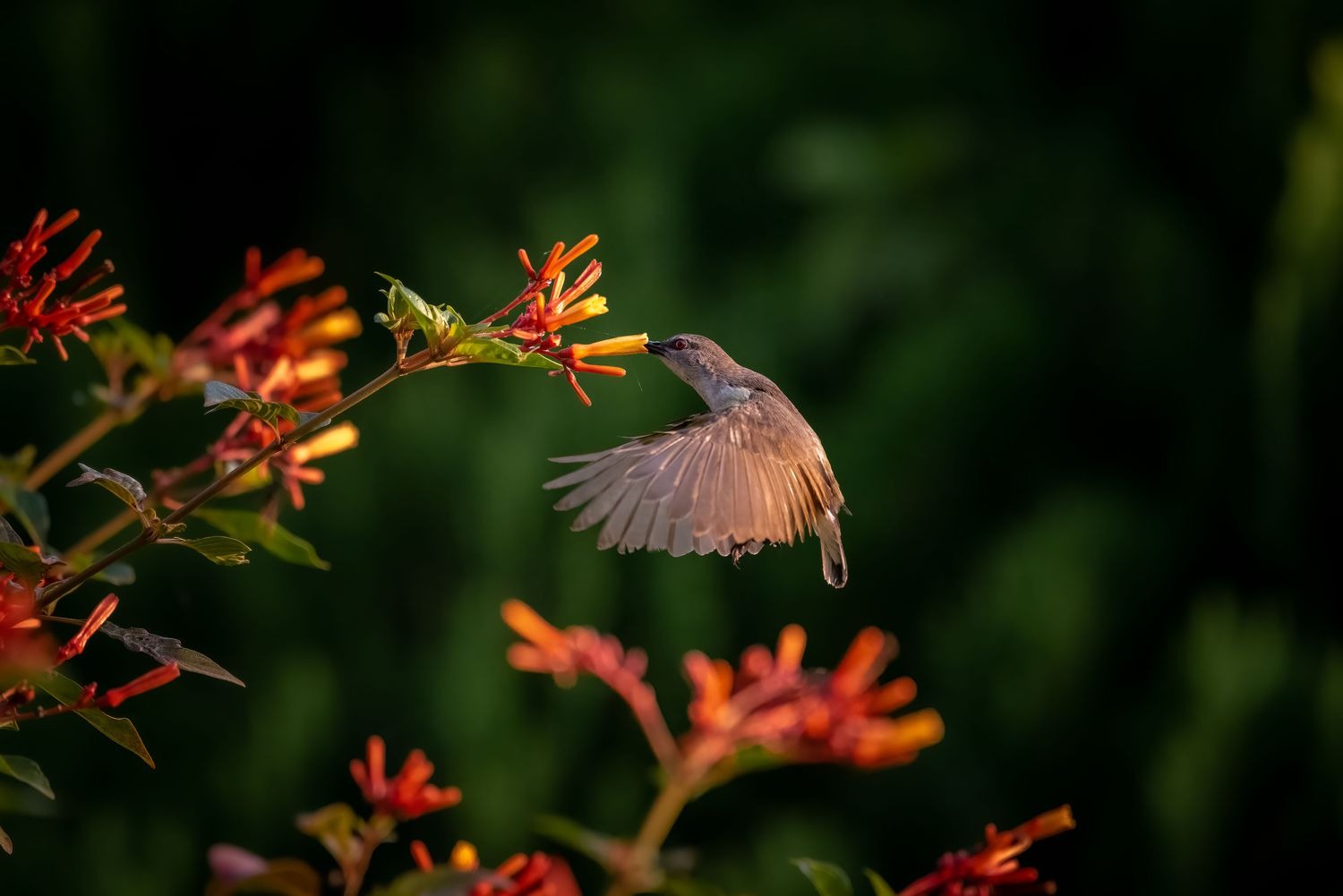 Hummingbirds Love Firebush