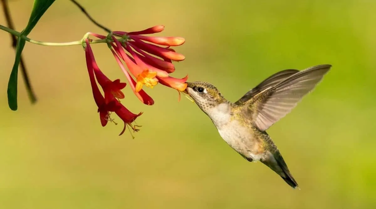 Hummingbirds are built for flowers with long tubes