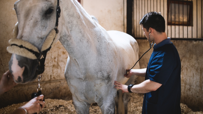 Veterinarian examines a horse in a stable during a routine check related to common horse health problems owners manage