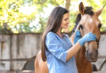 Veterinarian checks a calm horse during a routine exam that reflects common horse health problems
