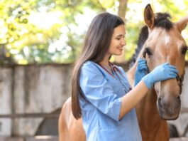 Veterinarian checks a calm horse during a routine exam that reflects common horse health problems
