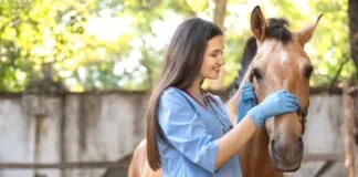 Common Horse Health Problems Owners Deal With Year After Year Veterinarian checks a calm horse during a routine exam that reflects common horse health problems
