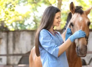Veterinarian checks a calm horse during a routine exam that reflects common horse health problems