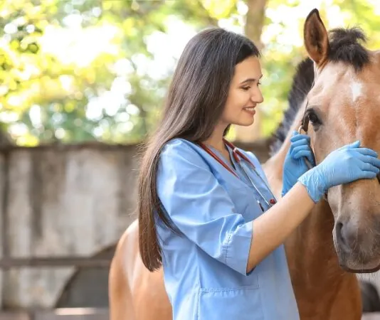 Veterinarian checks a calm horse during a routine exam that reflects common horse health problems