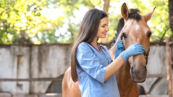 Horse Health Problems Owners Face Year After Year Veterinarian checks a calm horse during a routine exam that reflects common horse health problems