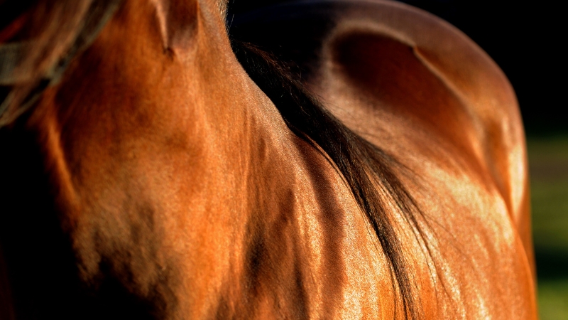 Close view of a horse’s coat and skin that shows irritation often linked to skin disease and allergic reactions