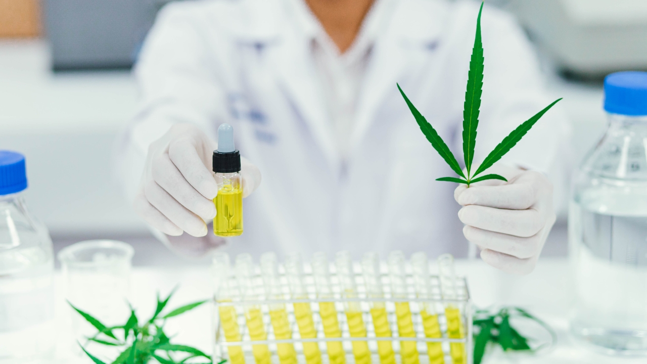 A lab worker holds CBD oil and a cannabis leaf during product testing